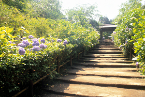 Meigetsu-in Temple