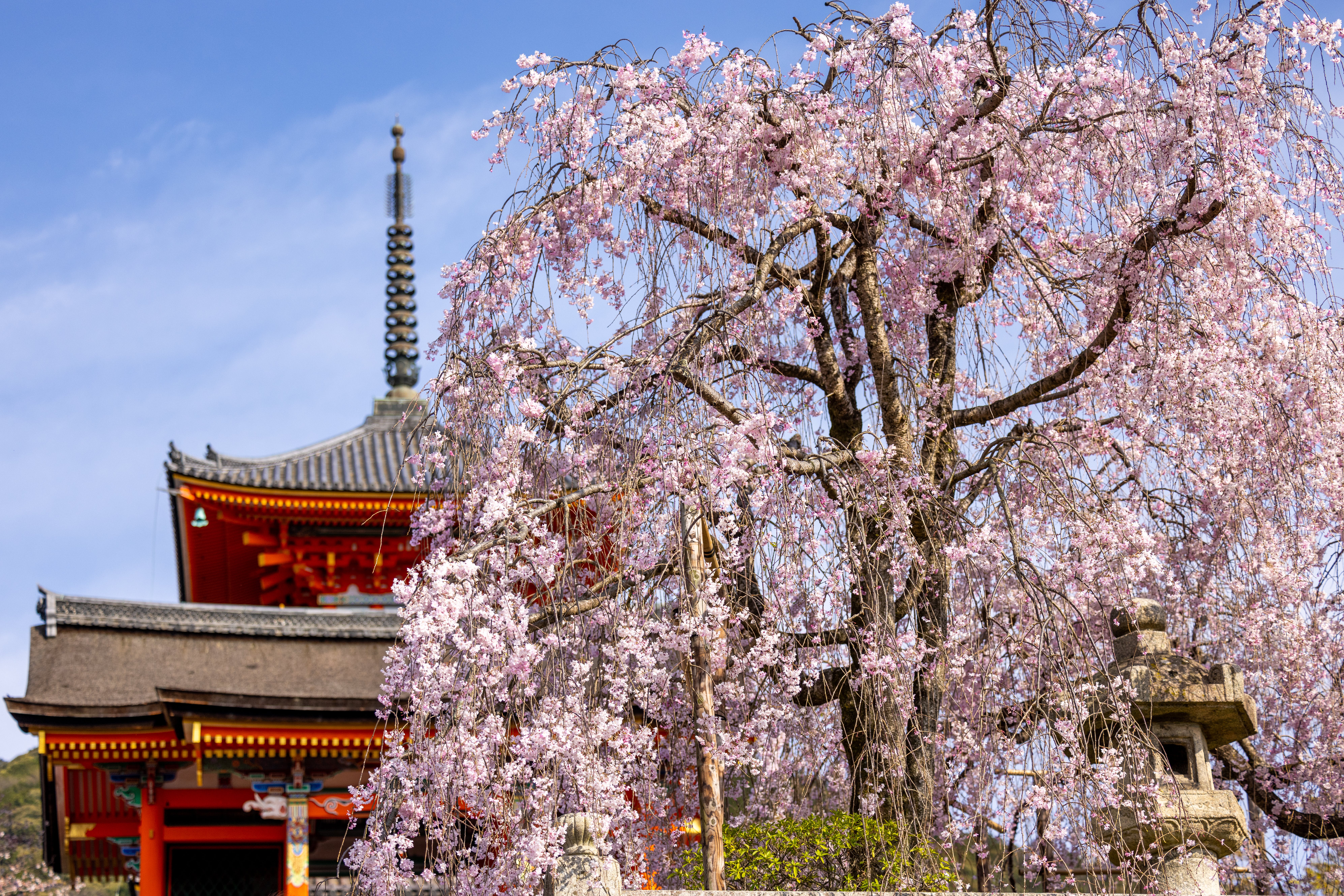 Kiyomizudera Cherry Blossom