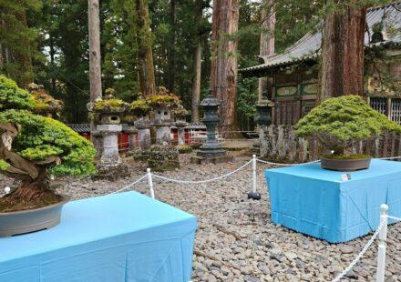 Bonsai garden in Japan with carefully shaped miniature trees
