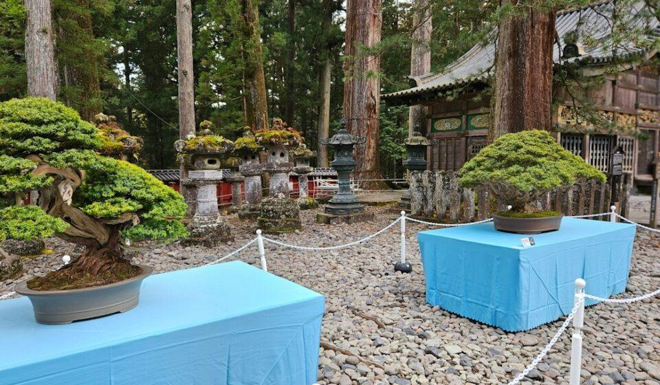 Bonsai garden in Japan with carefully shaped miniature trees