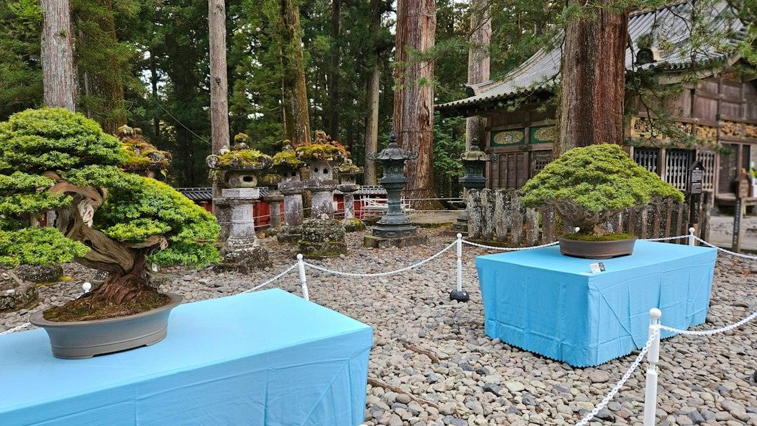 Bonsai garden in Japan with carefully shaped miniature trees
