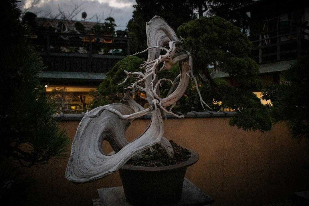 Japanese bonsai tree displayed in a traditional pot