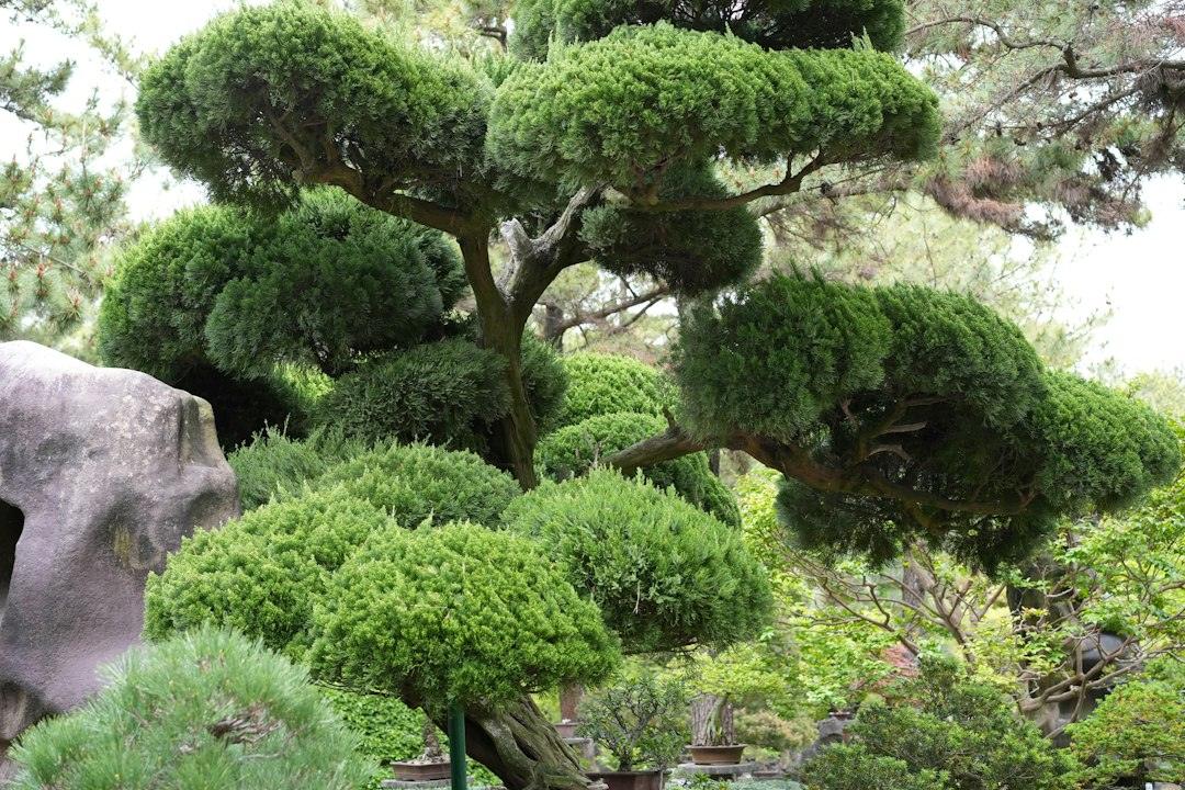 Omiya Bonsai Village