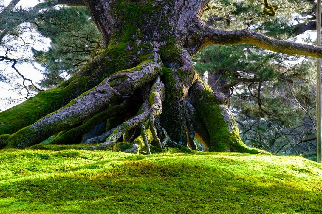 Pine bonsai with moss in a Japanese garden setting
